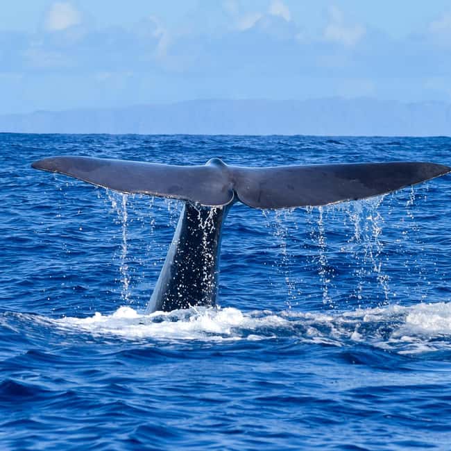 Madeira: Responsible Whales and/or Dolphins Watching Tour - From Funchal marina to the open Atlantic
