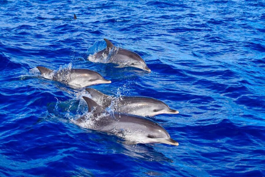 Madeira: Responsible Whales and/or Dolphins Watching Tour - How the spotters and crew find animals