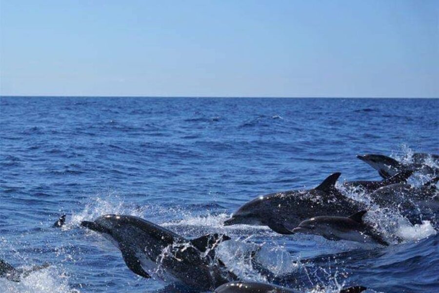 Madeira: Responsible Whales and/or Dolphins Watching Tour - Close encounters without chasing