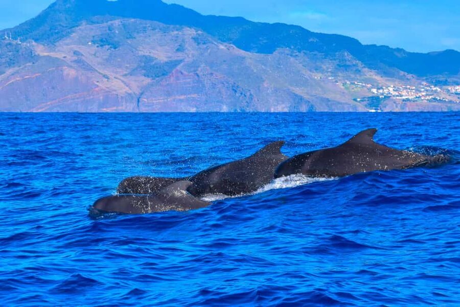 Madeira: Responsible Whales and/or Dolphins Watching Tour - The guides add real value
