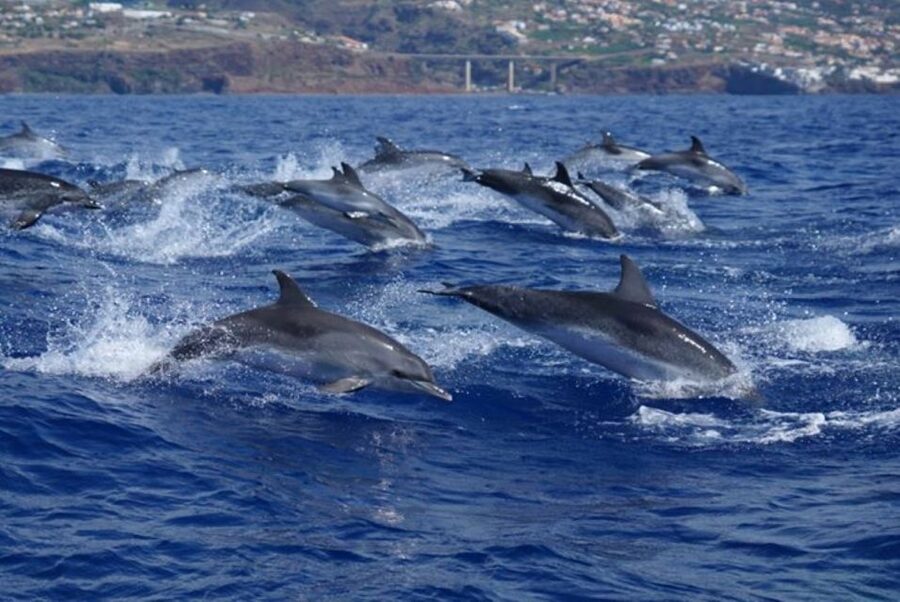 Madeira: Responsible Whales and/or Dolphins Watching Tour - The view from the water