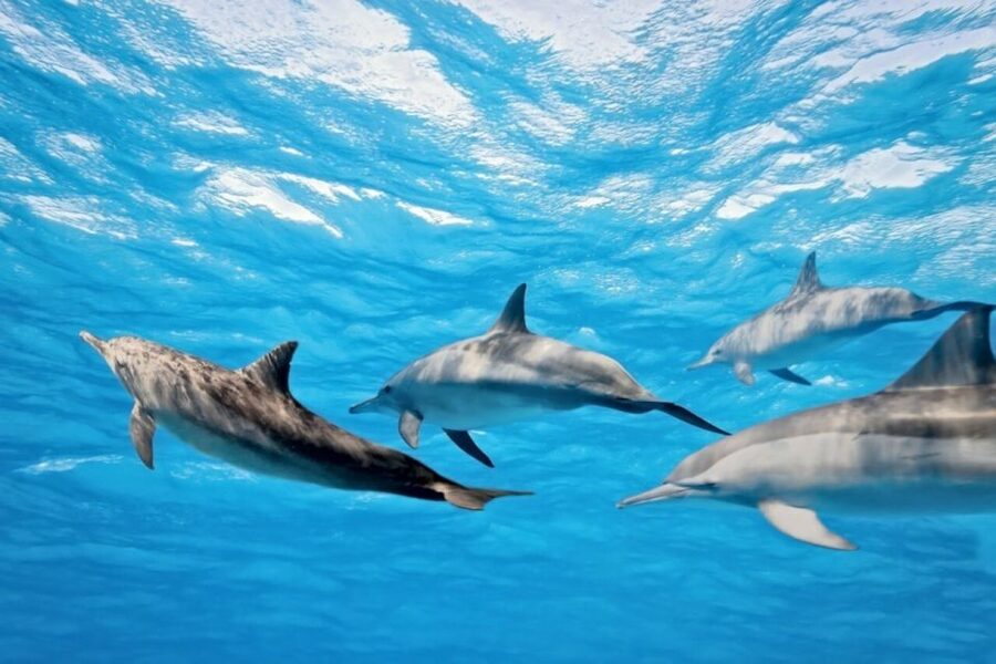 Madeira: Responsible Whales and/or Dolphins Watching Tour - Is $56 a fair price?
