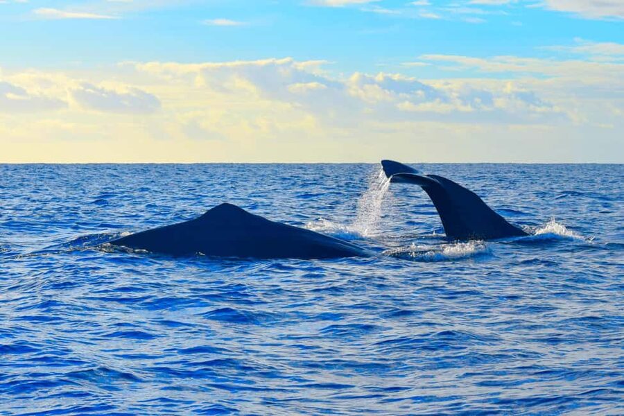 Madeira: Responsible Whales and/or Dolphins Watching Tour - Who should book this tour