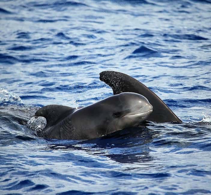 Madeira: Responsible Whales and/or Dolphins Watching Tour - What the two-hour route feels like