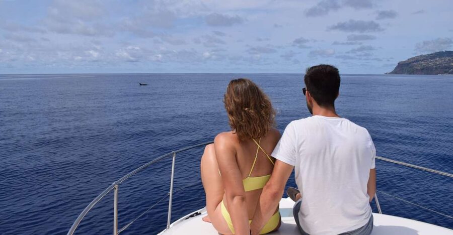 Madeira: Whale and Dolphin Watching Private Cruise - How the Whale and Dolphin Search Works