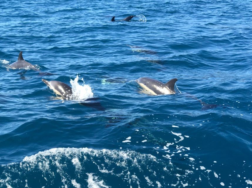 Madeira: Whale and Dolphin Watching Private Cruise - What the $577 Group Price Really Buys You