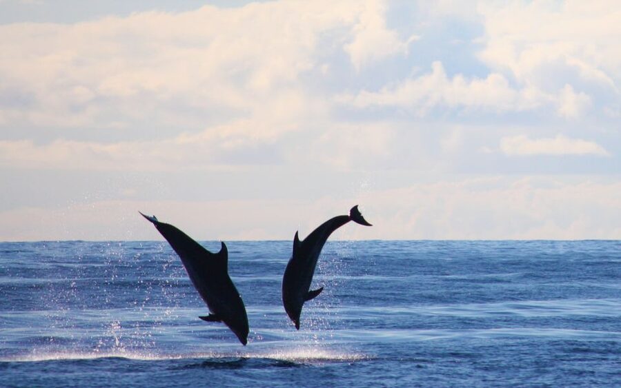 Madeira: Whale and Dolphin Watching Private Cruise - Should You Book the On Tales Private Cruise?