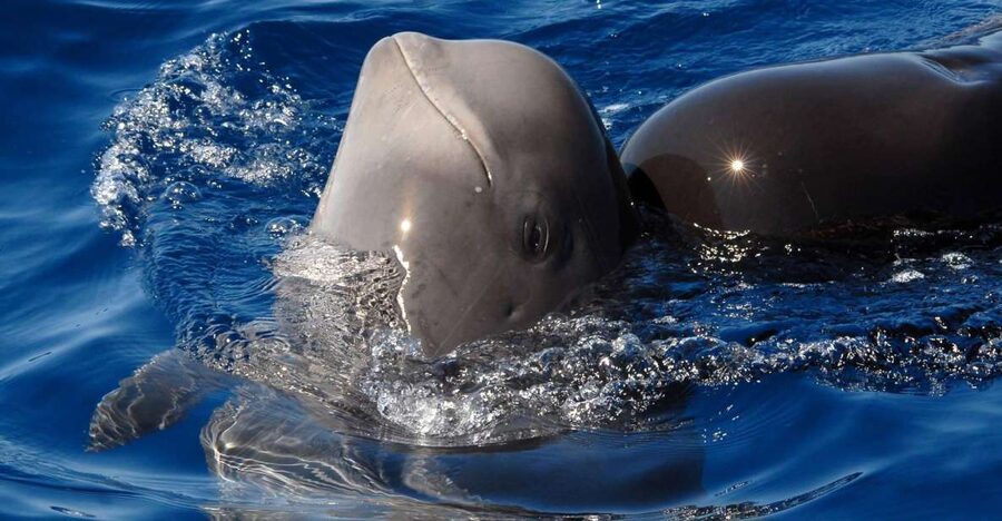 Madeira: Whale and Dolphin Watching Tour - Key points to know before you book