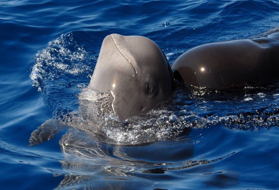 Madeira: Whale and Dolphin Watching Tour - Dolphins, whales, turtles, and Madeira’s seabirds