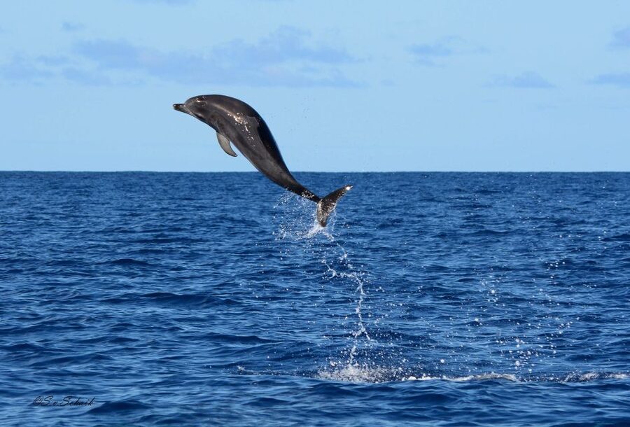 Madeira: Whale and Dolphin Watching Tour - Summer swimming and snorkeling at the peninsula