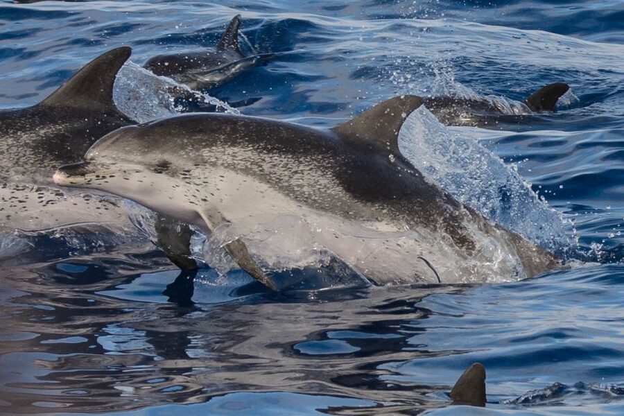 Madeira: Whale and Dolphin Watching Tour - Who will enjoy this Madeira boat trip