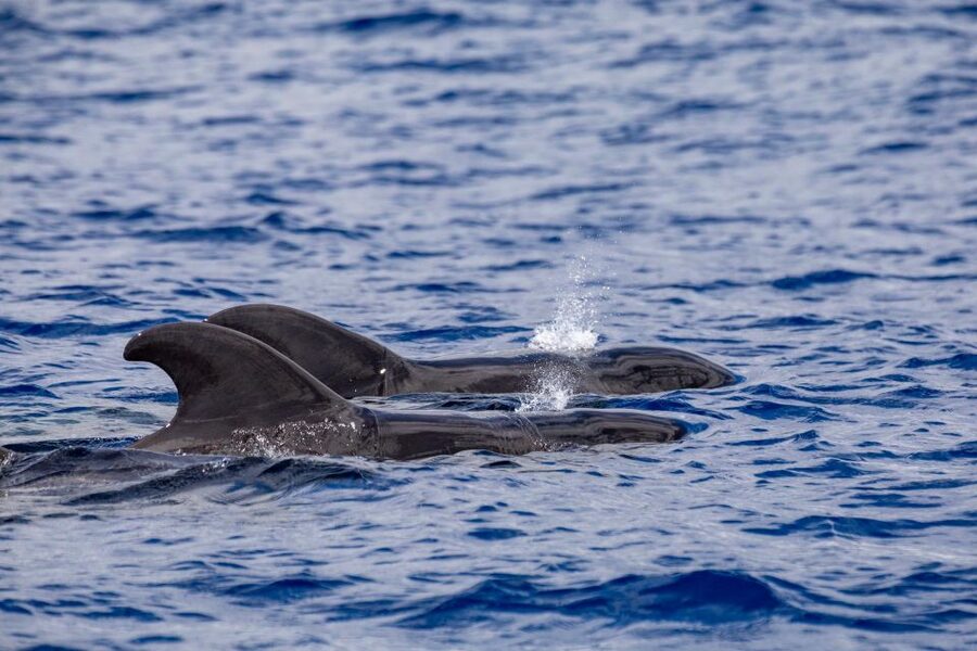 Madeira: Whale and Dolphin Watching Tour - Practical preparation for the boat