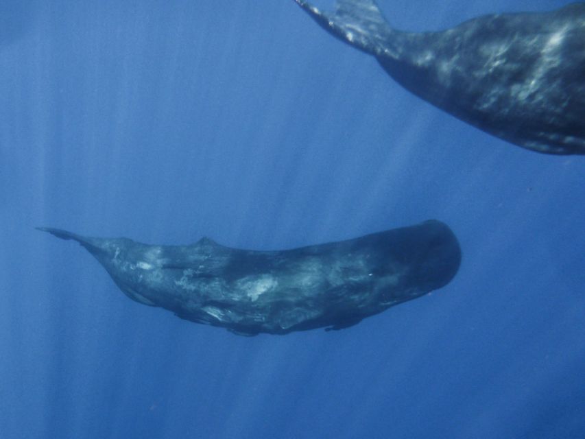 Madeira: Whale and Dolphin Watching Tour - Should you book the Madeira whale and dolphin tour?