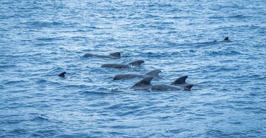 Madeira : Whales and Dolphins wooden boat excursion - Key points at a glance