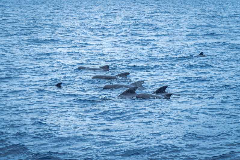 Madeira : Whales and Dolphins wooden boat excursion - What you might see offshore