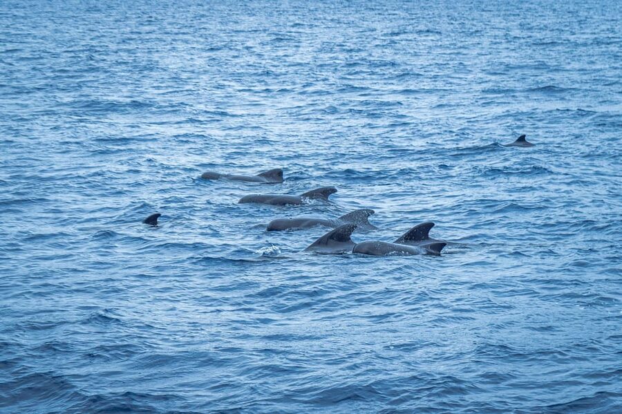 Madeira : Whales and Dolphins wooden boat excursion - Cabo Girão and the possible swim