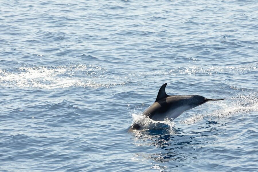Madeira : Whales and Dolphins wooden boat excursion - Is $41 good value?