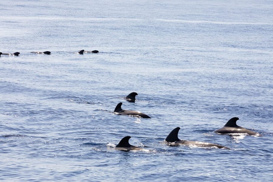 Madeira : Whales and Dolphins wooden boat excursion - Who should book this boat trip?