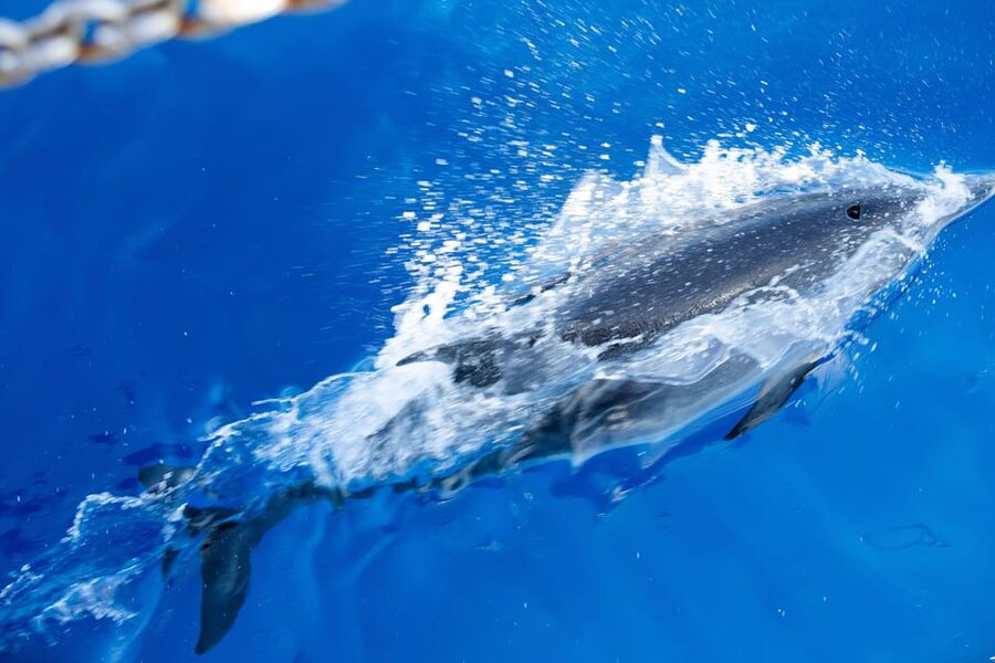 Madeira : Whales and Dolphins wooden boat excursion - What to bring for a comfortable trip
