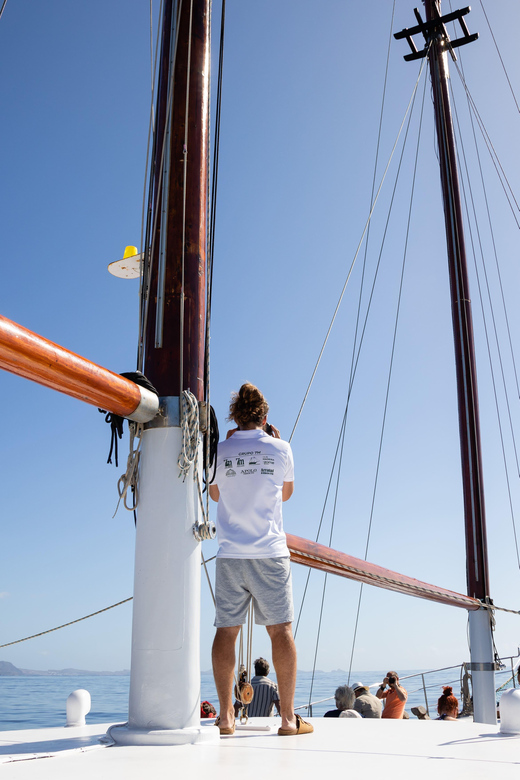 Madeira : Whales and Dolphins wooden boat excursion - Three hours focused on whales and dolphins