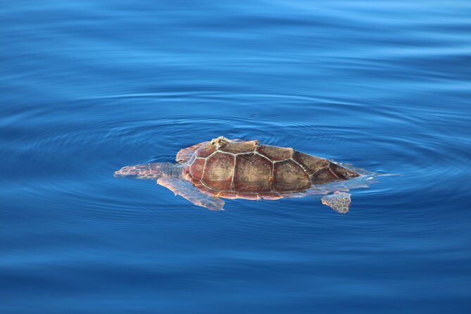 Magic Dolphin Celebrity - A small catamaran makes the difference