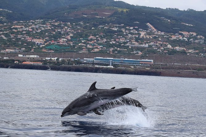 Magic Dolphin Celebrity - Wildlife watching without a crowded boat