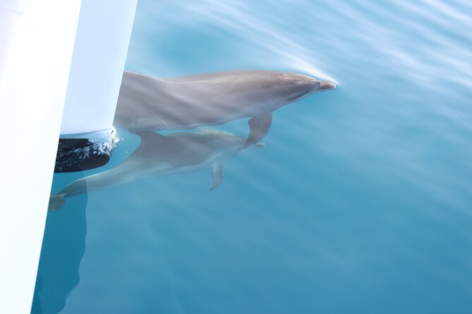 Magic Dolphin Celebrity - Returning past Funchal’s famous views