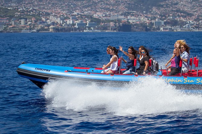 Magic Dolphin Sea Safaris - Key Points Before You Book