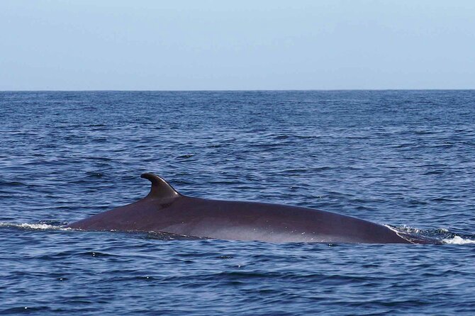 Magic Dolphin Sea Safaris - Setting Out From Funchal Marina