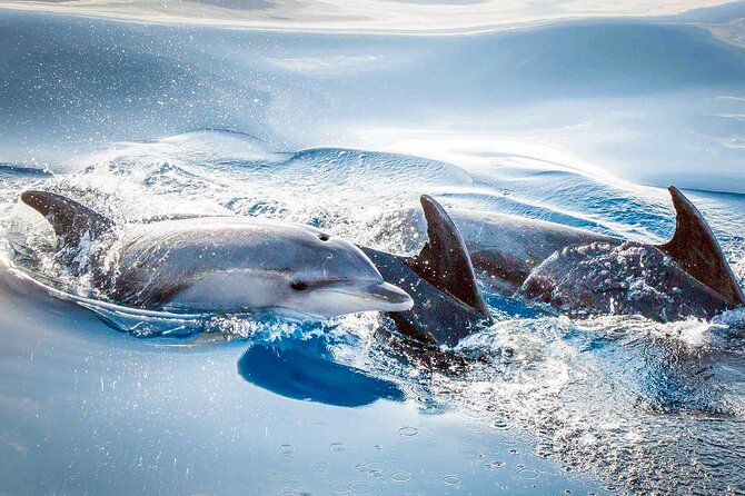 Magic Dolphin Sea Safaris - The Guide Adds More Than Commentary