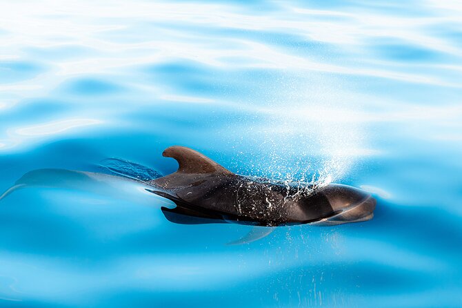 Magic Dolphin Sea Safaris - The One-Stop Itinerary Is Really a Search
