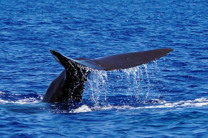 Magic Dolphin Sea Safaris - Who Will Enjoy This Most?