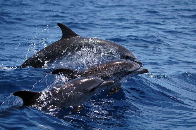 Magic Dolphin Sea Safaris - Weather, Cancellations, and Simple Planning