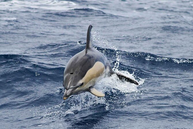 Magic Dolphin Sea Safaris - What the Fast Boat Ride Feels Like