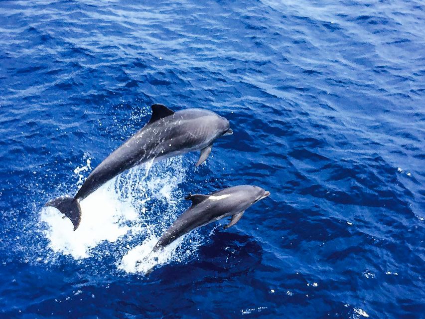 Mallorca: Dolphin Watching Cruise - Key points to know before booking