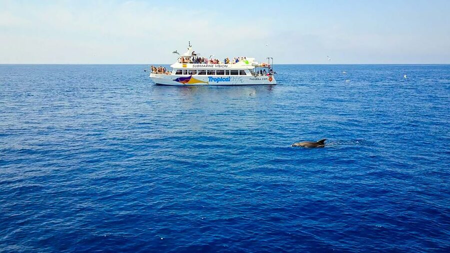 Mallorca: Dolphin Watching Cruise - Should you book the Mallorca dolphin cruise?
