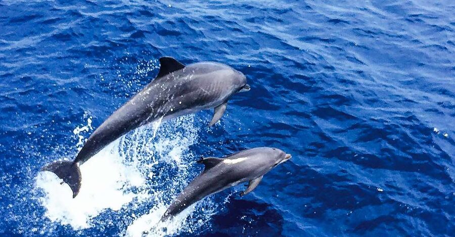 Mallorca: Dolphin Watching Cruise - Setting out from Paguera or Santa Ponsa