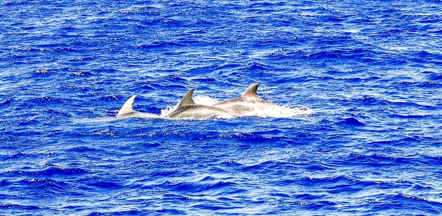 Mallorca: Dolphin Watching Cruise - The swim stop in clear Mallorca water