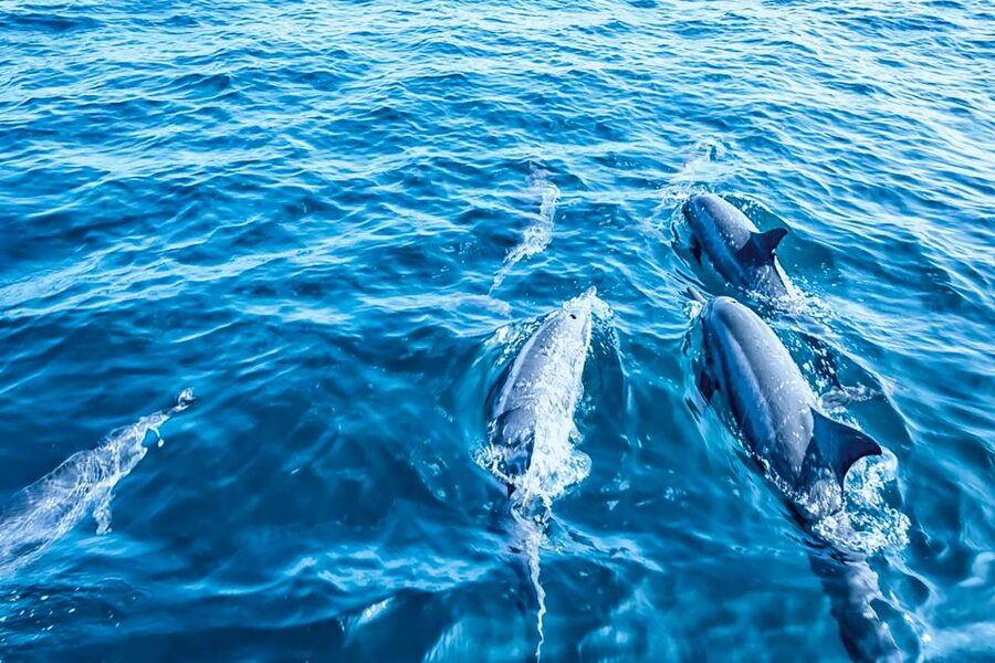 Mallorca: Dolphin Watching Cruise - Food, drinks, and the onboard mood