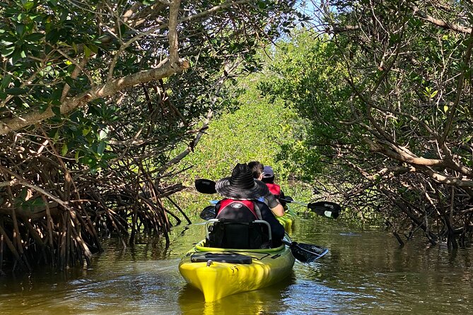 Manatee and Dolphin Kayak Tour - Key points to know before you paddle