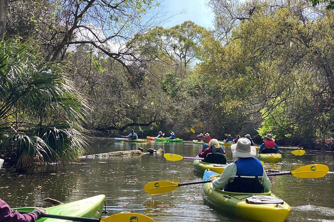 Manatee and Dolphin Kayak Tour - How hard is the kayaking?
