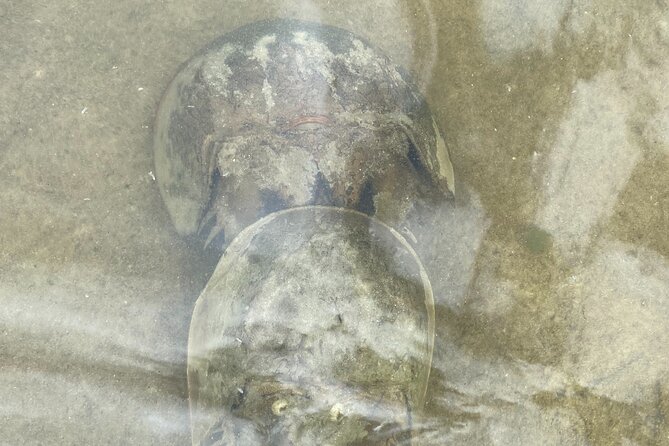 Manatee and Dolphin Kayak Tour - Guides who shape the experience