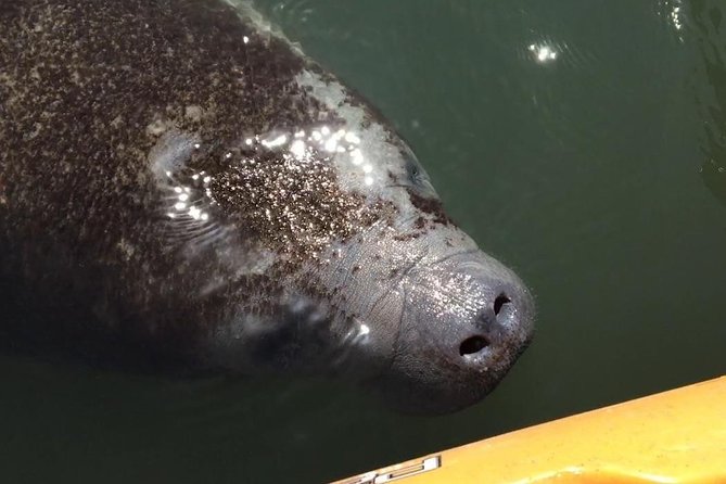 Manatee and Dolphin Kayaking Encounter - What makes this Cocoa Beach kayak tour special