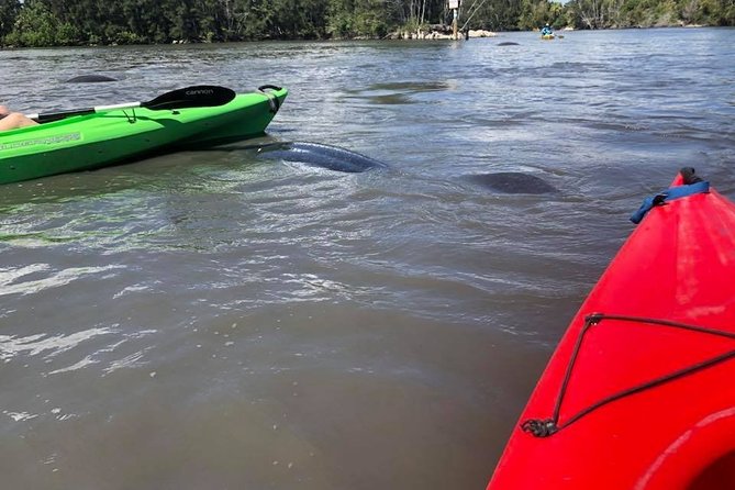 Manatee and Dolphin Kayaking Encounter - What two hours feels like on the water