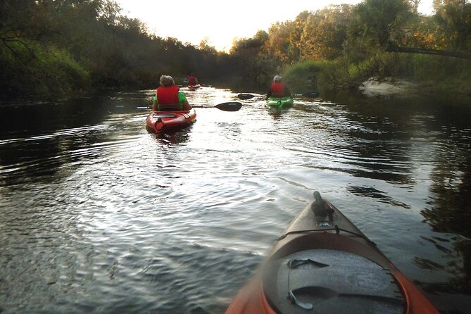 Manatee and Dolphin Kayaking Encounter - Searching for dolphins and smaller wildlife