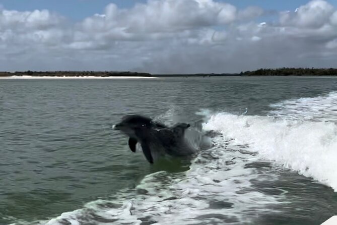 Manatee, Dolphin, and 10,000 Islands Eco Beach Tour by Boat - White sand, shells, and a short island break