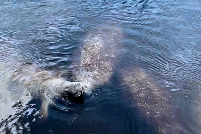 Manatee, Dolphin, and 10,000 Islands Eco Beach Tour by Boat - What the captains add to the ride