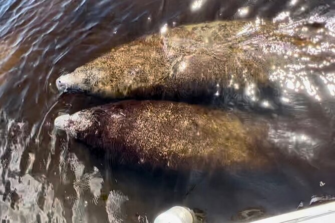 Manatee, Dolphin, and 10,000 Islands Eco Beach Tour by Boat - Group size, comfort, and boat behavior