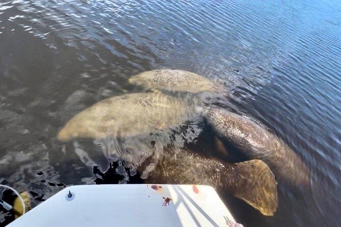 Manatee, Dolphin, and 10,000 Islands Eco Beach Tour by Boat - Who will enjoy this Naples excursion most?