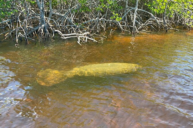 Manatee, Dolphin, and 10,000 Islands Eco Beach Tour by Boat - Weather, cancellation, and timing advice